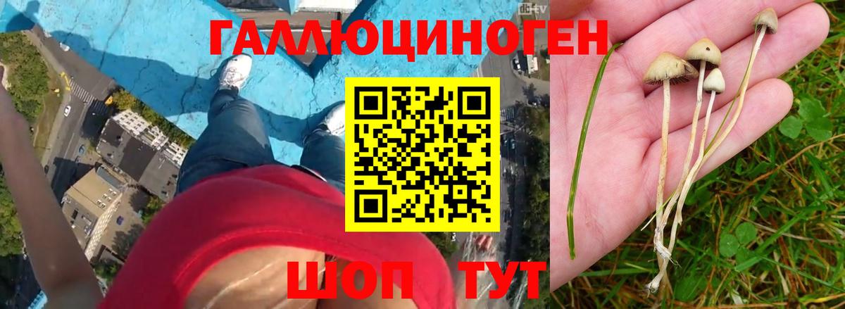 Псилоцибиновые грибы Psilocybine cubensis  Вход с VPN  Симферополь 